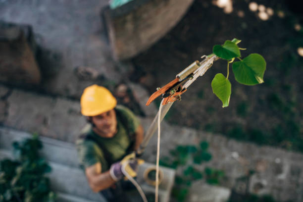 Best Utility Line Clearance  in Princeton, WI