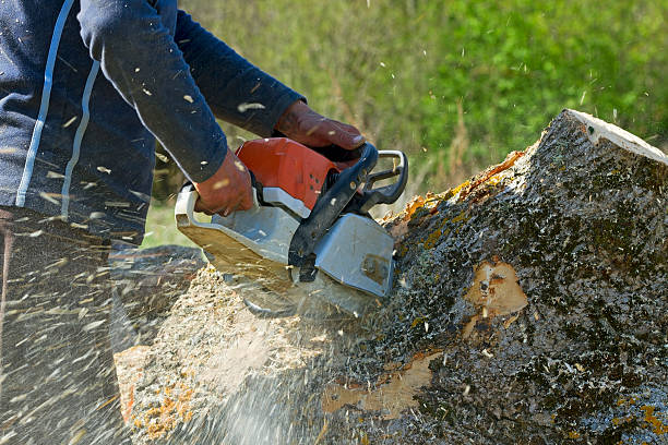 How Our Tree Care Process Works  in  Princeton, WI